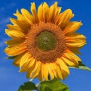 Meet your Posher, Candace